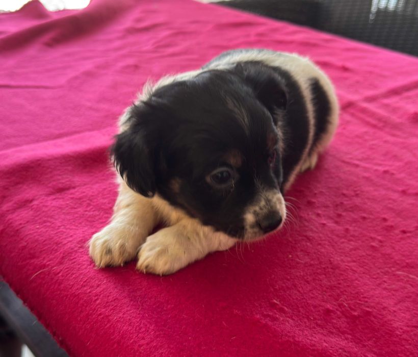 Jack Russell Terrier - suczka