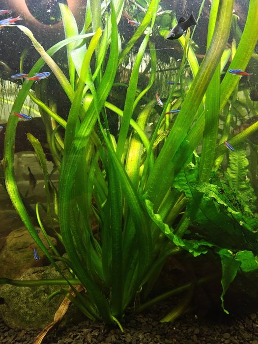 Vallisneria gigantea - sadzonka z hodowli wodnej trawa wodna