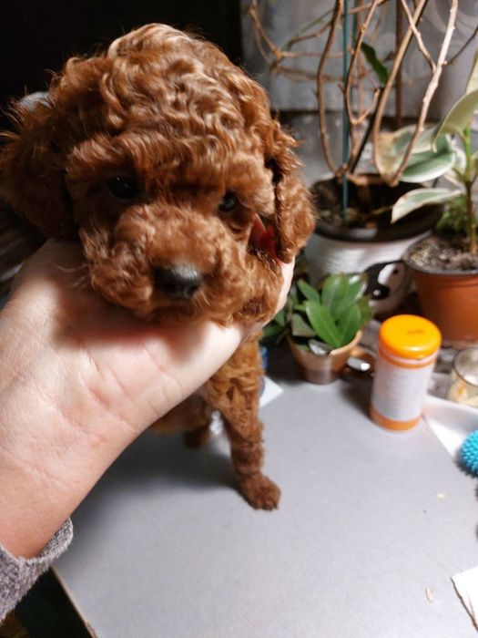 Лагідний хлопчик той-пудель 2 місяці від батьків КСУ з тестами