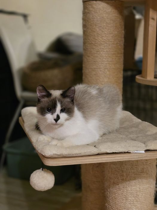 Kotka młodziutka szuka domu