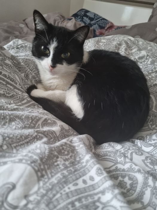 Zgubil sie czarno bialy kot Gogolin