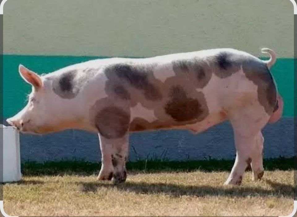 Продам кнурика Петрен в чистоті