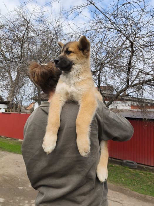 Акита: продаж, можу привезти