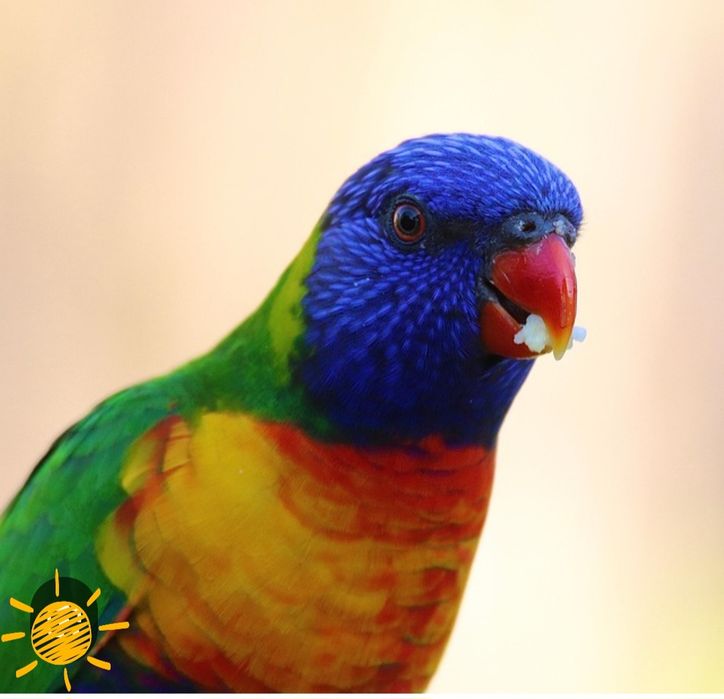 Casal de loris e gaiola grande de paoagaio nova 2 meses