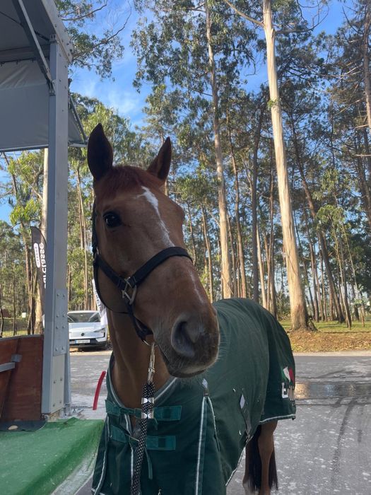 Cavalo Sela Francesa