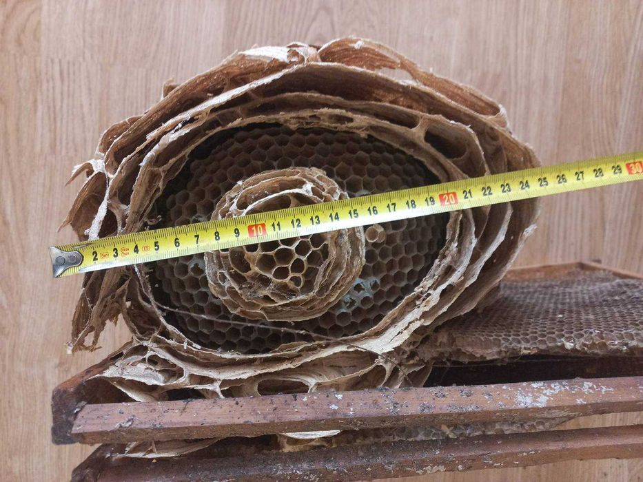 Гніздо шершнів для декору