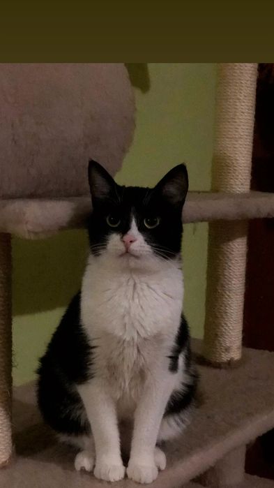 Отдам черно-белую кошку, 1 год, стерилизована, привита