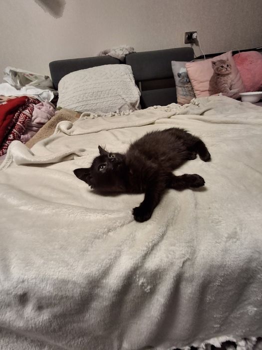 Кішечка 2 міс.в хороші руки