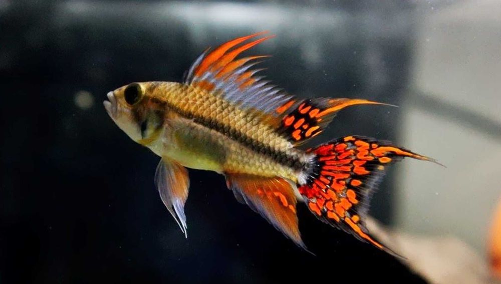Pielęgniczka kakadu - Apistogramma cacatuoides - dowozimy, wysyłamy