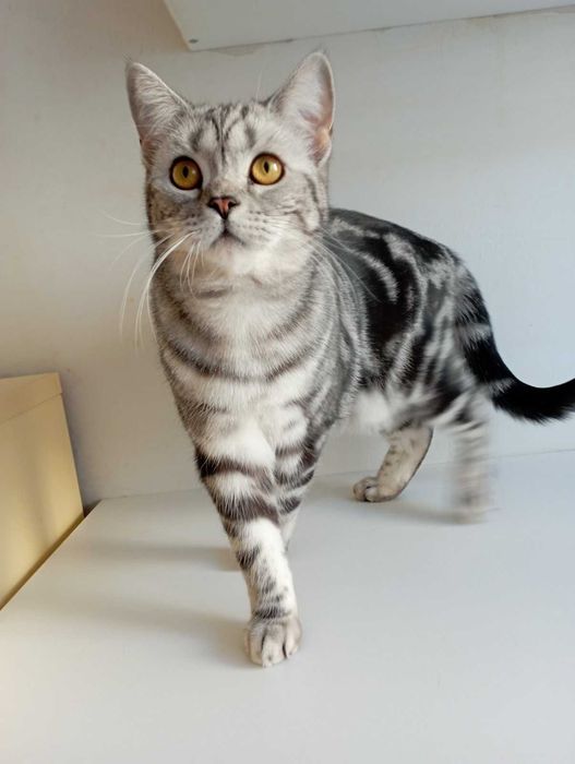 Шотланський кіт прямовухий документами клуба родовід карткаWCF