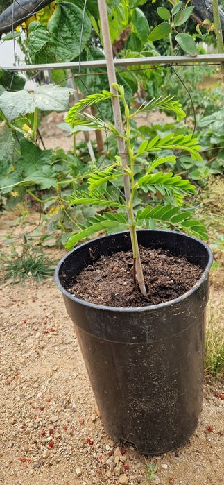 Planta jovem de Tamarindo Doce