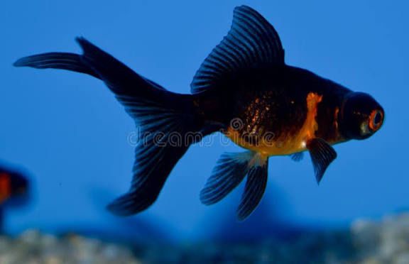 Kinguios orandas riukings e telescopios