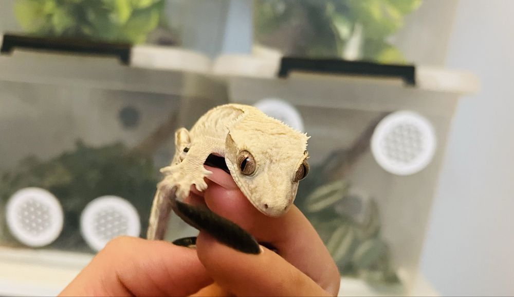 Gekon orzęsiony gekony orzęsione duży wybór