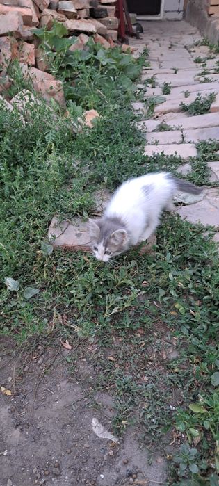 Віддам в добрі руки