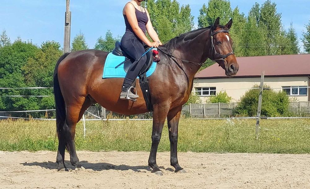 Wałach małopolski do dzierżawy Escape