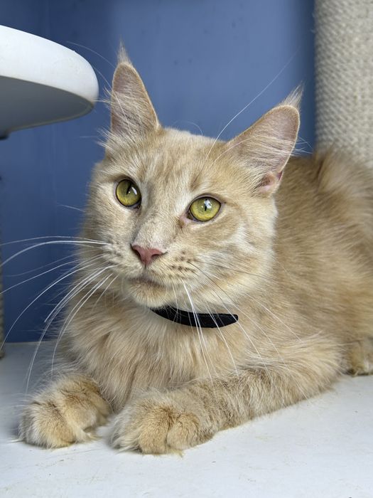 Девочка 1.5 годика с полным пакетом документов мейн кун