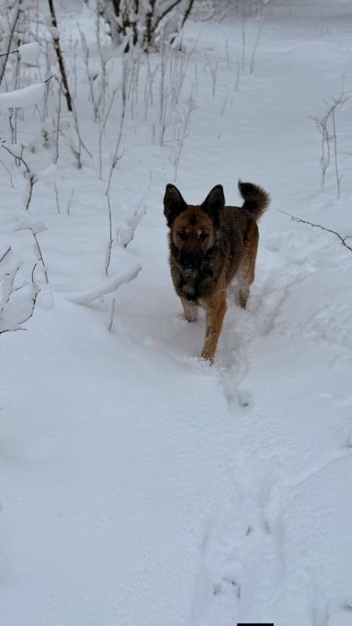 Delikatna Śliwka szuka domu