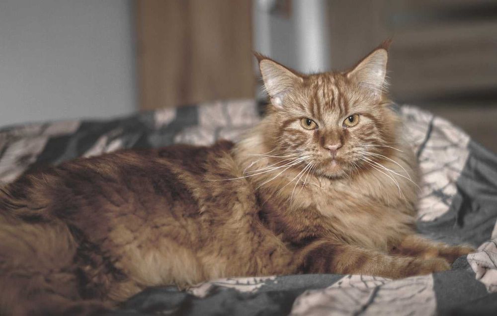Reproduktor Maine Coon