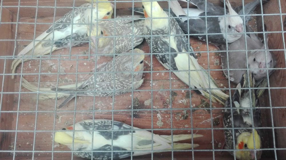 Rosicollis Agapornis