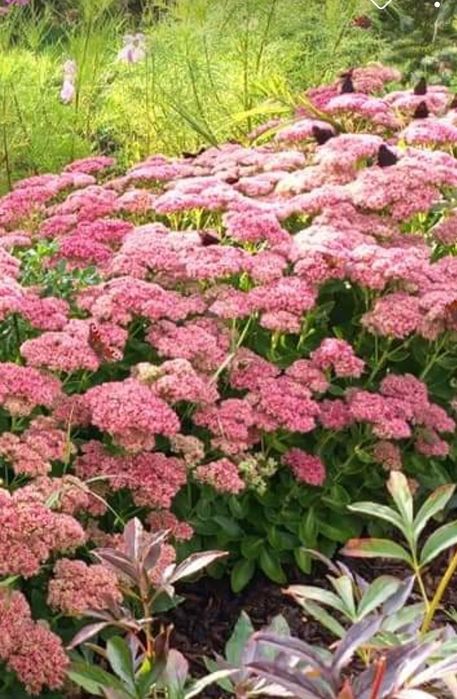 Rośliny starodawne Sadzonki kopane z gruntu