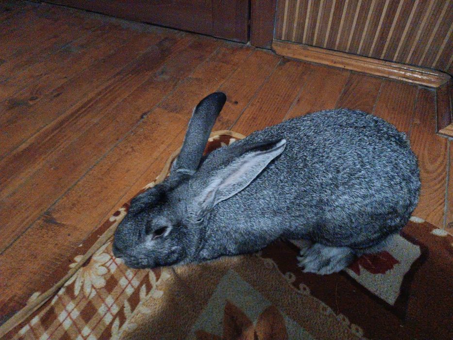 Продам самця  радянської шиншили