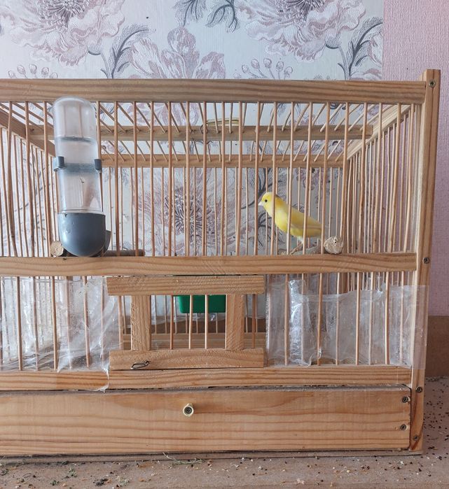 Клетки с кенаром