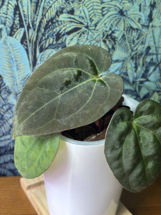 Anthurium Carlablackiae x BVEP