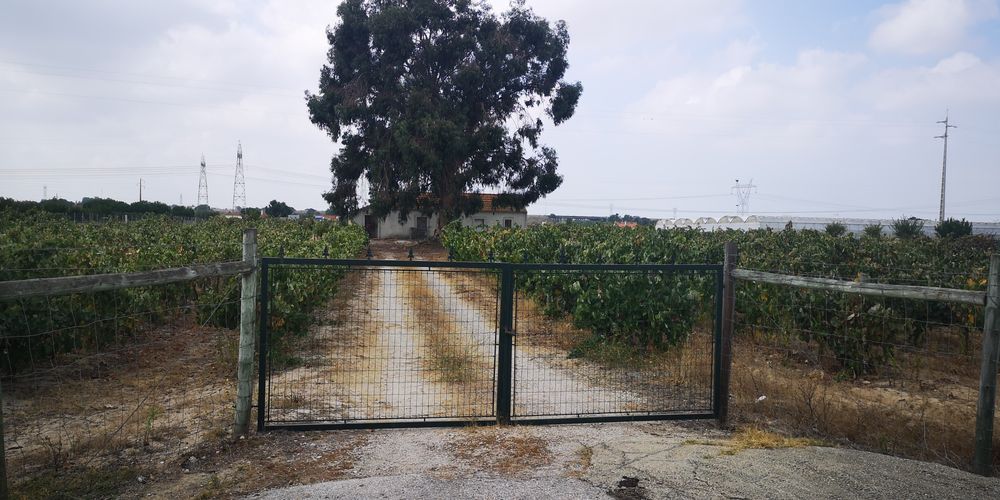 Terreno com 8 750 m2 Valdera (Palmela / Pinhal Novo)