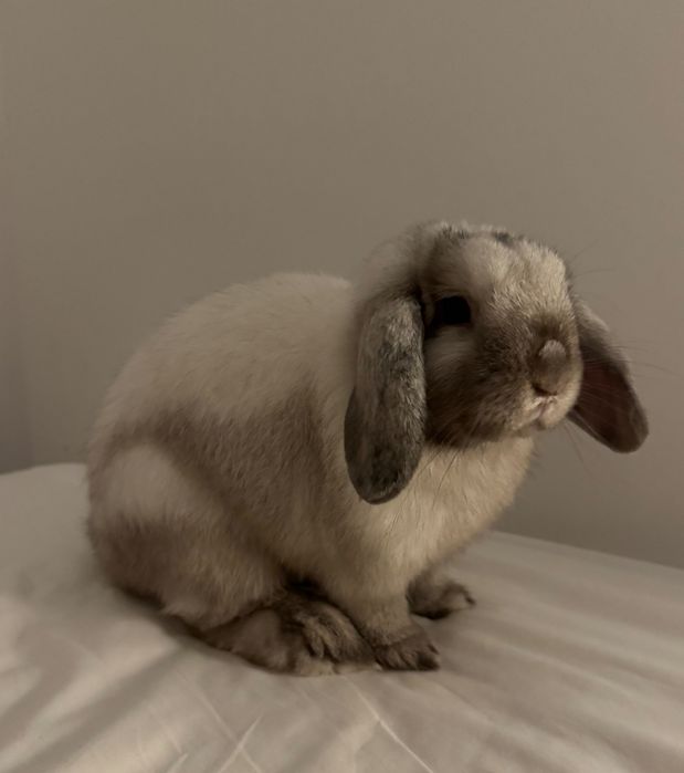 króliczek mini lop
