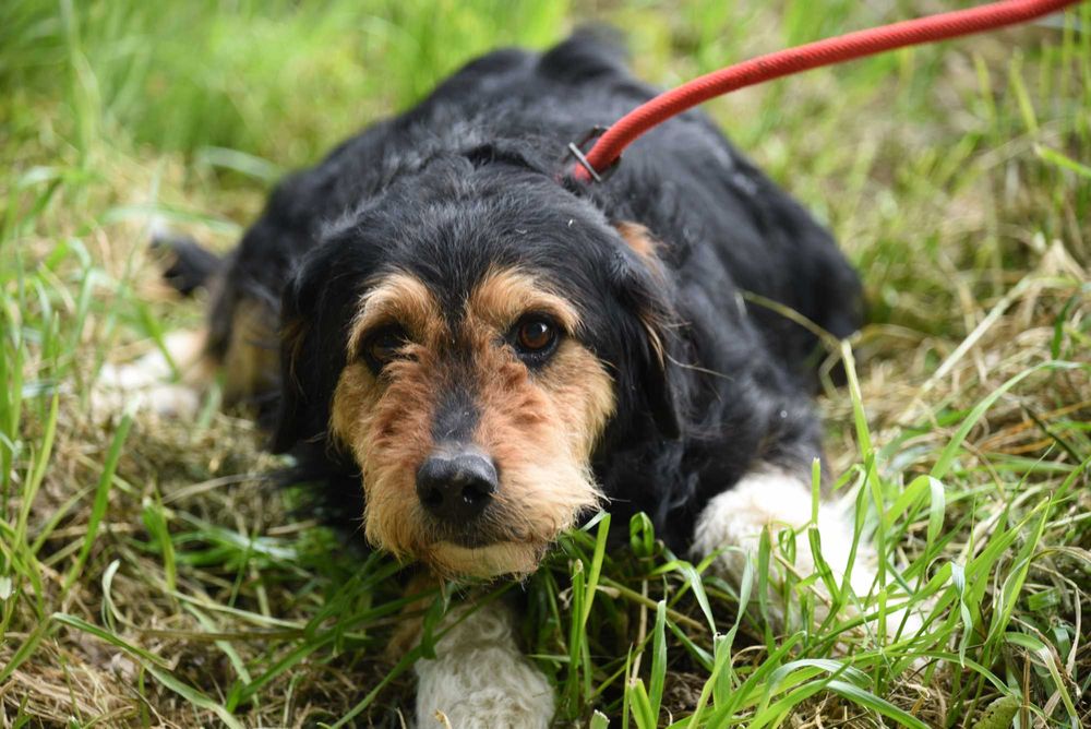 Guliwer - 4-letni piesek do adopcji