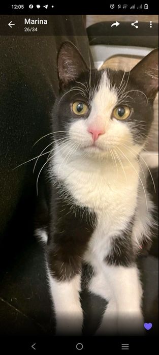 Котик в добрі руки 9 місяців