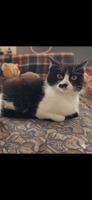 Дуже лагідна молода кішечка шукає родину