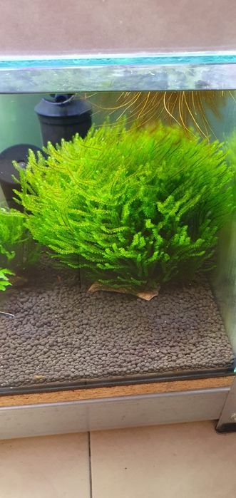 Distichophyllum Hookeriaceae sp. Rare Moss-rarytas Mech do akwarium