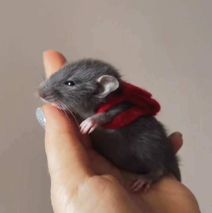 Крисынята, Породисті Крисынята Дамбо.