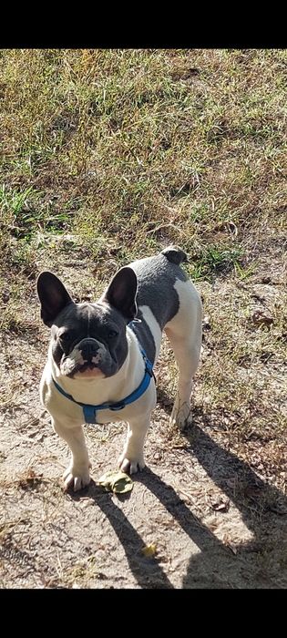 Вязка французького бульдога