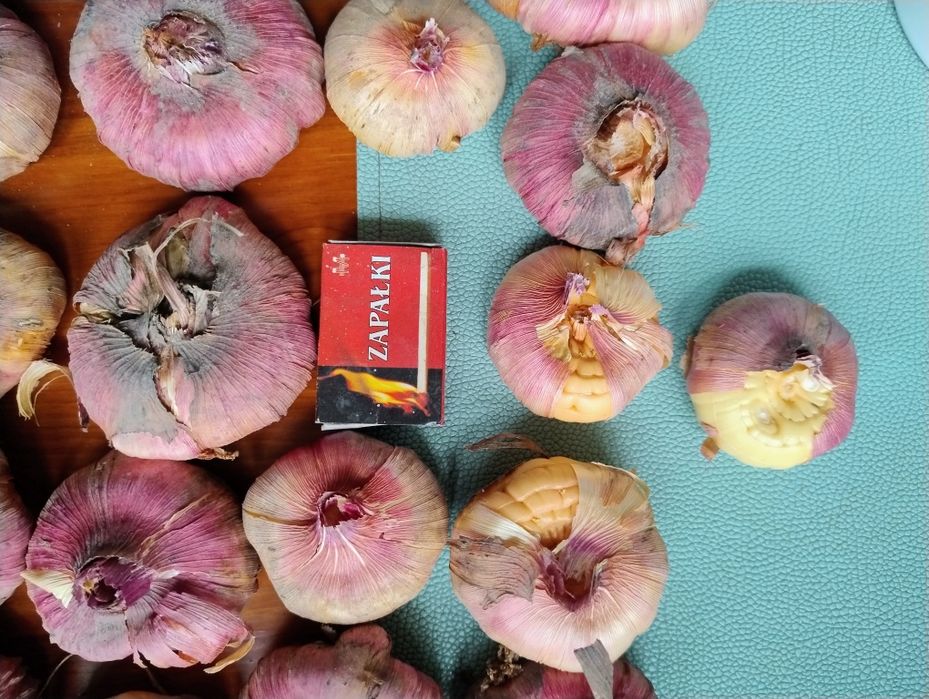 Mieczyk  cebulki rezerwacja dla pani Moniki