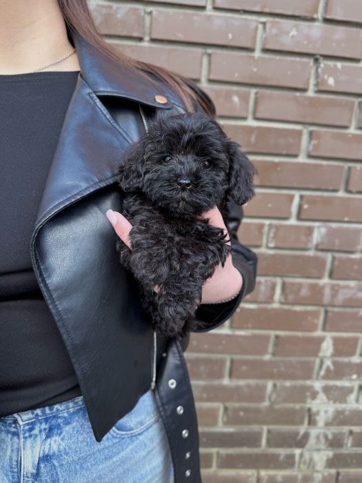 Особливі Мальтіпу Ф1/Ф2