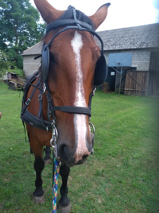 Klacz Śląska 17 at