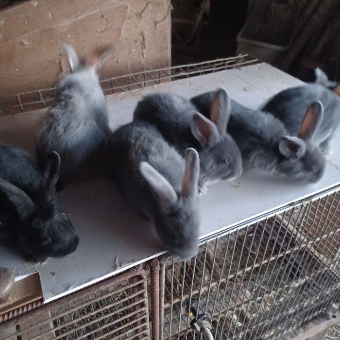 Coelhos anões para venda