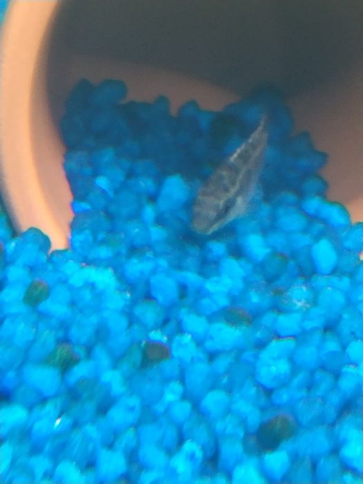 Vários peixes aceito troca