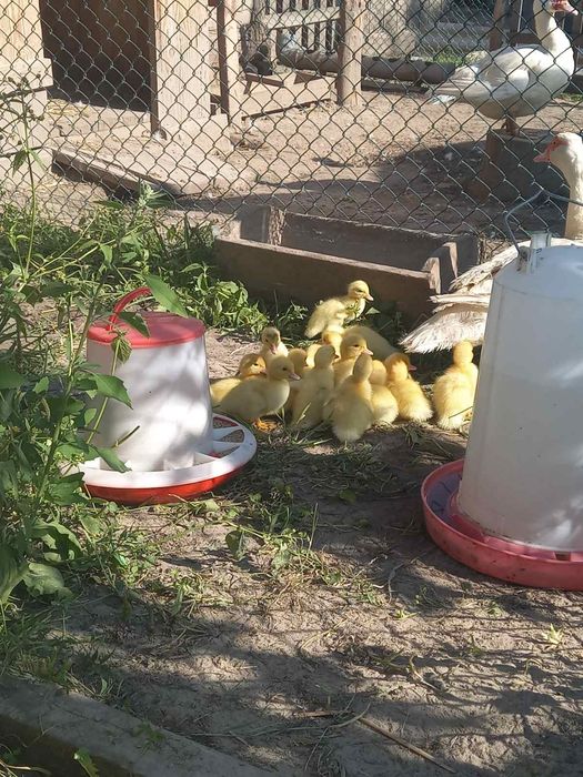 Качки  каченята .