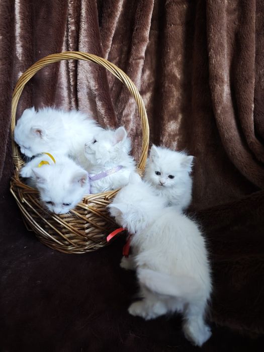 Білі кошенята котеня турецька ангорська чистокровні котик кішка
