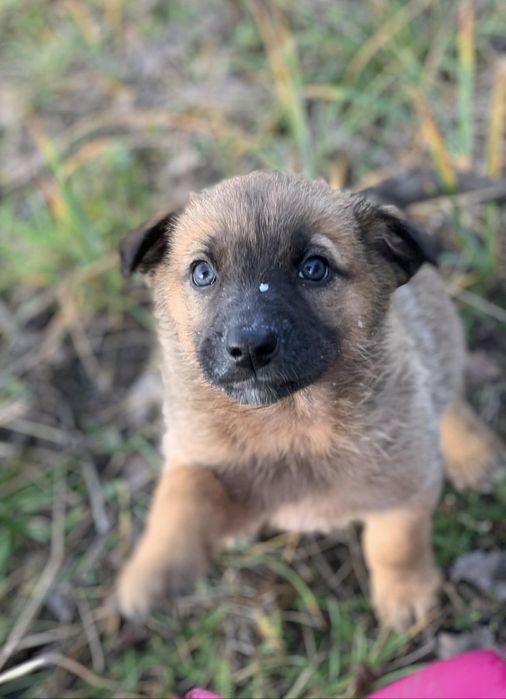 Отдам щенка-девочку