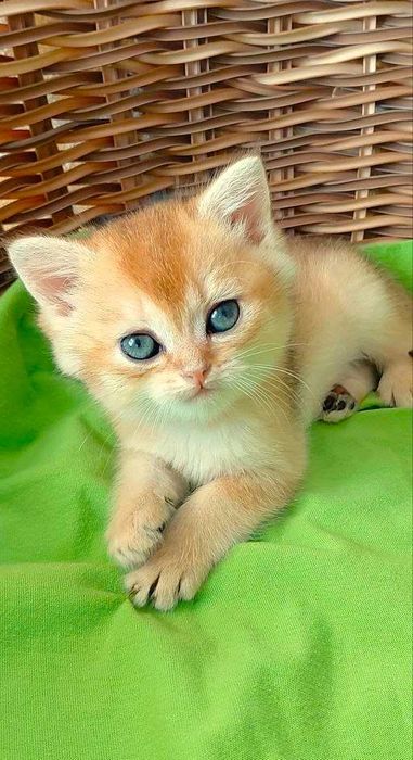 Шотландские котята (ЗОЛОТАЯ ШИНШИЛЛА)