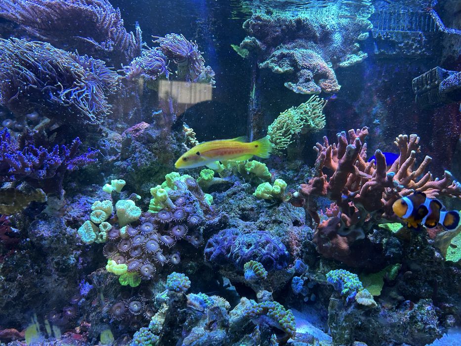 Serwis akwarium/ akwarium dekoracyjne