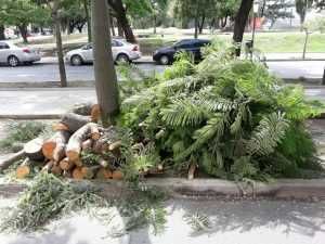 Limpeza e remoção de entulho, madeiras, resíduos verdes.