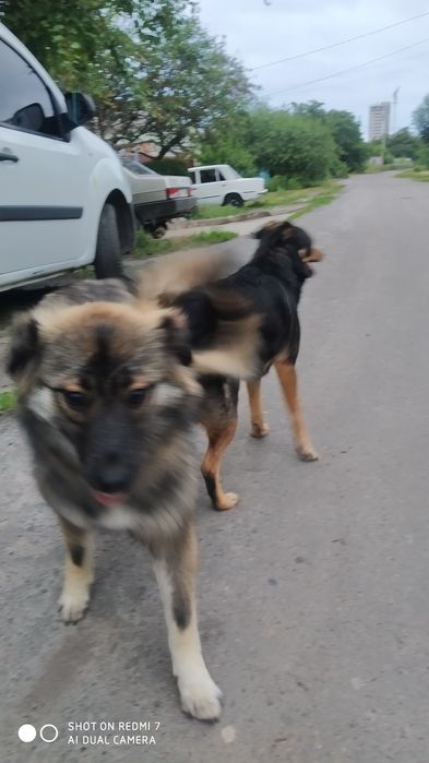 Безкоштовно. Дуже гарна молоденька дівчинка