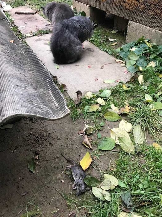 Кіт та кішка ,,нібелунг".