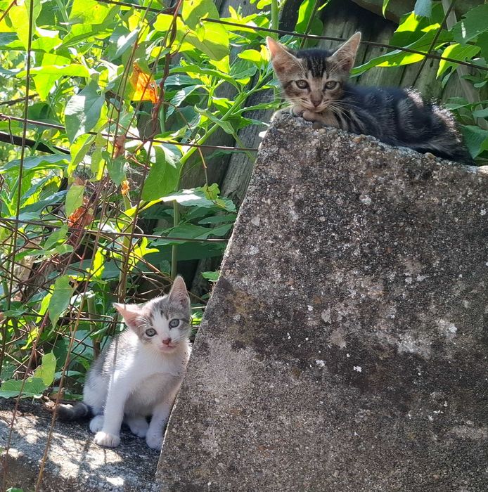 Gatinhos para adopção
