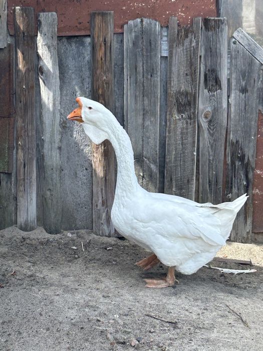 Гусак холмогорський